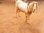 Farm Goat