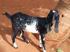 Farm Goat