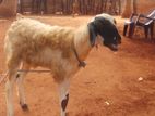 Male Goat