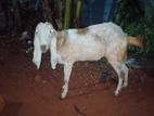Farm Goat