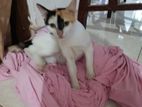 Cat for Kind Home