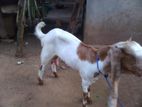 Goats