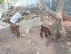 Aadu Kutti