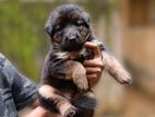 German Shepherd Puppies