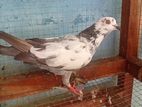 Pigeons