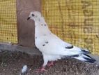 Pigeons