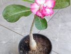 Adenium Rose Plants