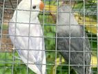 African Love Birds