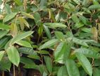 දුරියන් පැල