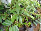 දුරියන් පැළ