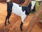 Farm Goat