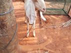 Jamunapari Goat