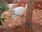 Farm Goat