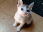 Kitten for Kind Home