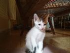 Kitten for Kind Home