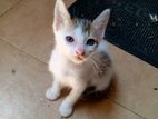 Kitten for Kind Home