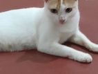 Cat for Kind Home