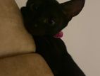 Kitten for Kind Home