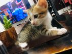 Kitten for Kind Home