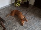 Dog for Kind Home