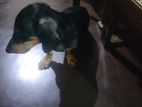 Dachshund Male Puppy for A Kind Home