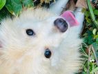 Dog for Kind Home