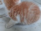 Mixed Persian Male Kitten