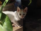 Adorable 2-Month-Old Female Kitten Looking for a Loving Home