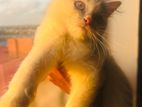 Adorable 8-Week-Old Male Persian Kitten – Fluffy Cream Coat! 