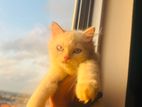 Adorable 8-Week-Old Male Persian Kitten – Fluffy Cream Coat!