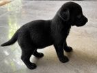 Labrador Ridgeback Mix Puppies