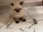 Blue-Eyed Himalayan Female Kitten