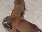 Boxer Puppies