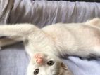 Adorable Calico Kittens