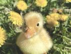 Call Ducks