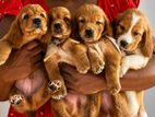 Cocker Spaniel Puppies