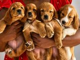 Cocker Spaniel Puppies
