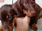 Dachshund Puppies