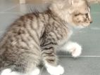 Kitten for Kind Home