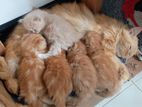 Adorable Ginger Persian Kittens