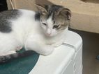Adorable GreyWhite Kitten (MALE)
