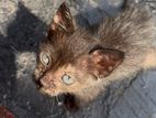 Adorable Kitten for Kind Home