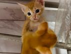 Kittens for Kind Home