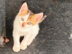 Adorable Kittens For Kind Home