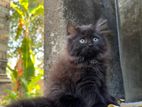 Black Persian Kitten