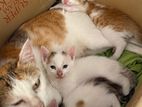 Kittens for A Kind Home