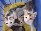 Adorable Kittens for Kind Homes