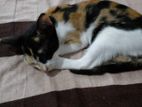 Adorable Kittens Looking for Kind Homes