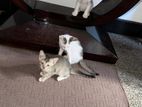 Kittens for Kind Home