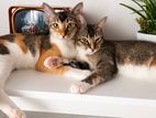 Adorable Kittens Looking for Loving Homes